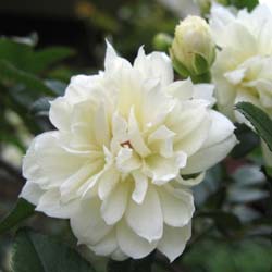 Rosal de Banks 'Alba Plena'